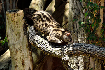 jineta en el tronco de una árbol (Genetta genetta)