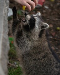 Vertical portrait of a raccoon reaching for a grape