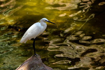 La garceta común (Egretta garzetta) 