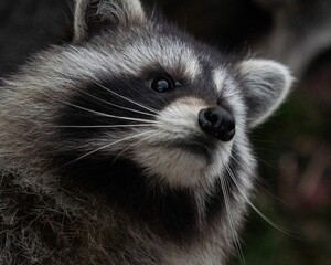 Closeup portrait of a raccoon