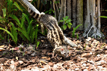  gineta, jineta​ o gato almizclero (Genetta genetta) © JOSE ANTONIO