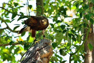 Halcón o aguila de Harris (Parabuteo unicinctus)