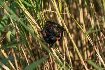 Beautiful shot of red-winged blackbird perched on green grass