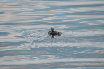 grebe cub alone in the lake