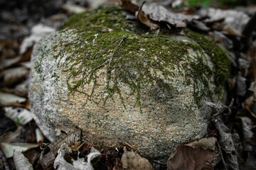 Closeup shot of green dried moss on a rock