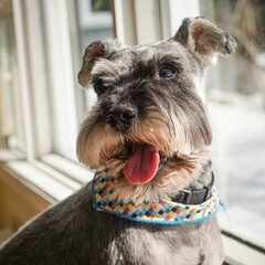 Cute Miniature Schnauzer dog with colorful collar beside a glass window
