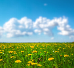 green field with yellow daldelion flowers under cloudy sky, summer natural scene