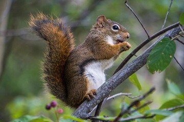 Naklejka na ściany i meble Brown squirrel perching on tree branch