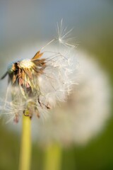 Closeup of a blown away dandelion in a field