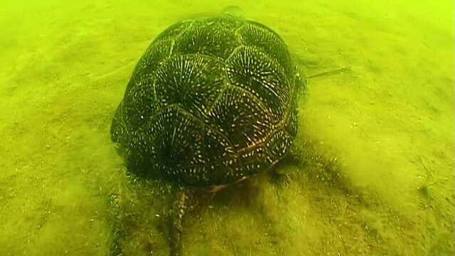 European pond turtle (Emys orbicularis) during floods on rivers often fall into the sea, carried by a powerful current. In the sea, they can live quite a long time.