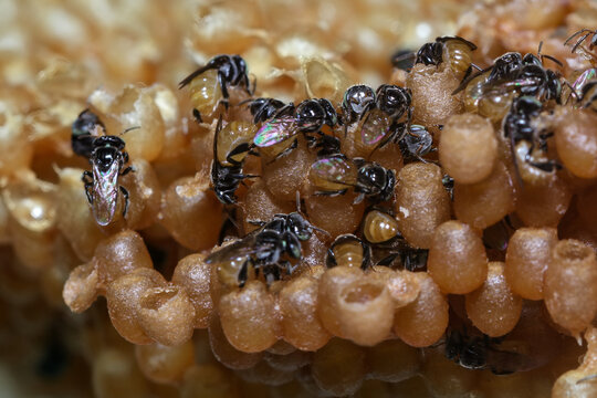 a macro photo of a Trigona stingless bee hive