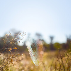 closeup spider web on the prairie grass