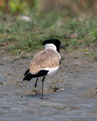 River lapwing or Vanellus duvaucelii observed in Gajoldaba in West Bengal, India