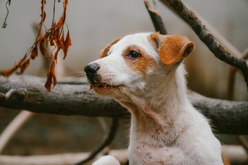 Jack Russell Terrier puppy against blurred trunk background