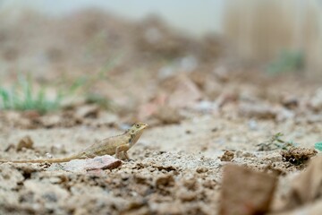 Small lizard on stones ground against blurred background