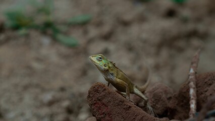 Small lizard on a rock against blurred background