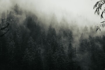 Beautiful shot of lots of trees covered by the fog