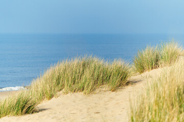 Fototapeta na wymiar Sand dunes with marram grass and empty beach on Dutch coastline. Netherlands in overcast day. The dunes or dyke at Dutch north sea coast