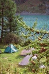 Vertical shot of Siberian larch (Larix sibirica) branches against the background of camping tents