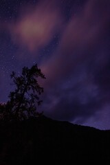 Fototapeta na wymiar Vertical shot of the purple starry and cloudy night sky against the silhouette of a tree