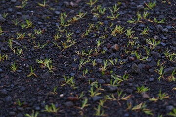 Green grasses sprouting on a pebbly surface