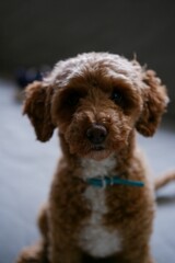 Portrait of a brown Maltese dog looking at the camera against a blurred background