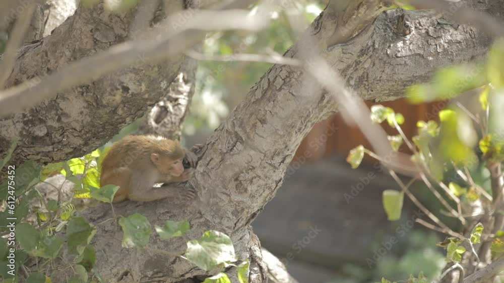 Poster monkey climbing on the tree branch