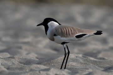 River lapwing or Vanellus duvaucelii observed in Gajoldaba in West Bengal, India
