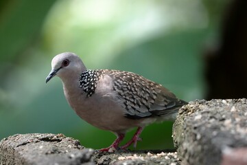 Closeup of a spotted dove perched on a rock