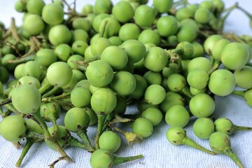 Closeup of Turkey Berry Pea Eggplants on a white surface