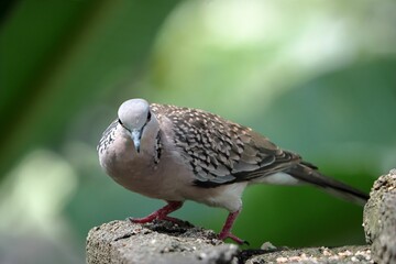 Closeup of a spotted dove perched on a rock