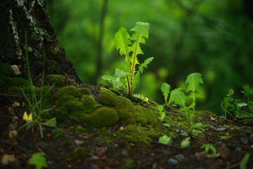Forest landscape, meadow grass, dandelion and moss.