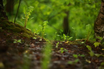 Forest landscape, meadow grass, dandelion and moss.