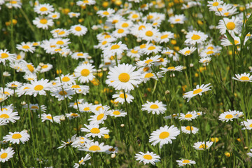 Chamomile flowers (Leucanthemum vulgare) bloom in a meadow