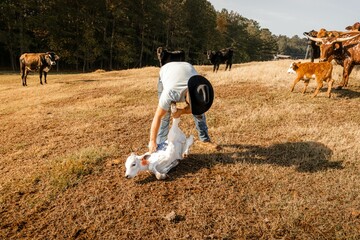 Cowboy checking a newly tagged calf on a farmland
