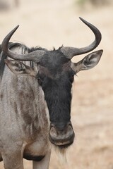 Vertical portrait of a Wildebeest looking in its natural inhabitant
