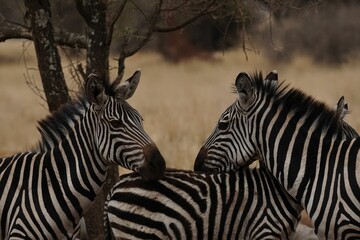 Fototapeta premium Beautiful shot of zebras in their natural inhabitant