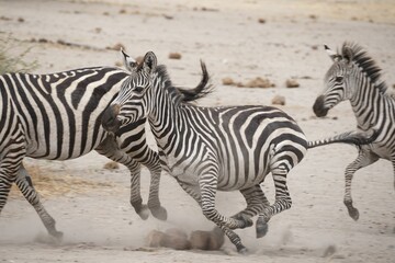 Fototapeta na wymiar Beautiful shot of zebras on a run