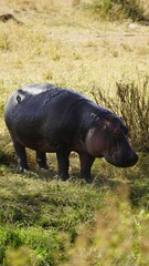Vertical portrait of a hippo