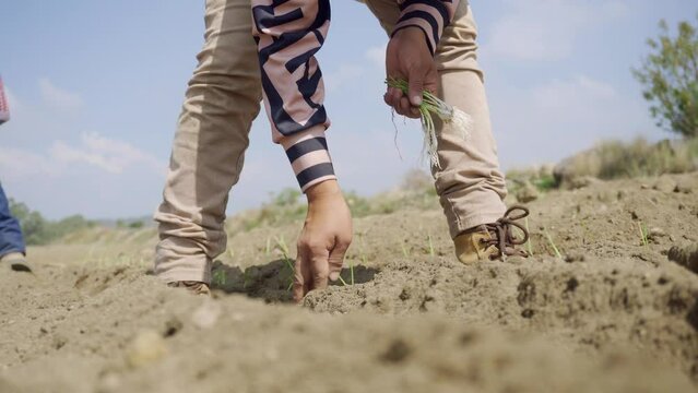 Sustaining Livelihood: Farmer Planting Onions for Family and Community 