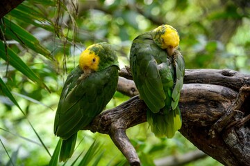 Closeup of yellow-headed amazon (Amazona oratrix) on a branch