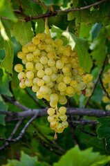 Vertical closeup of a grape