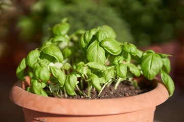 Closeup of little basil (Ocimum basilicum) leaves in a pot