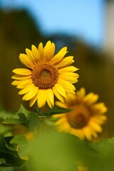 Blooming sunflower isolated in blurred background
