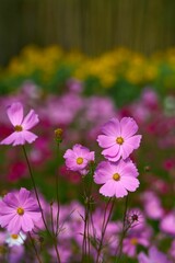 Closeup of blooming pink Cosmos flowers
