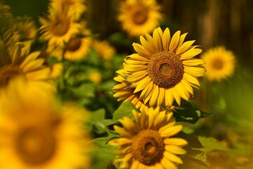 Closeup of blooming sunflowers isolated in blurred background