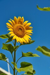 Blooming sunflower isolated in background of blue sky