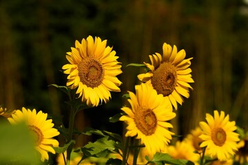 Closeup of blooming sunflowers isolated in blurred background