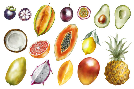 Watercolor illustration set - Tropical fruits: mangosteen, papaya, passion fruit, carambola, coconut, grapefruit, orange, lemon, avocado, mango, pineapple, pitahaya