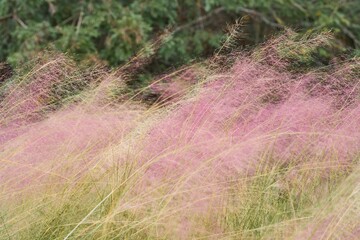 Closeup shot of hairawn muhly growing in the field